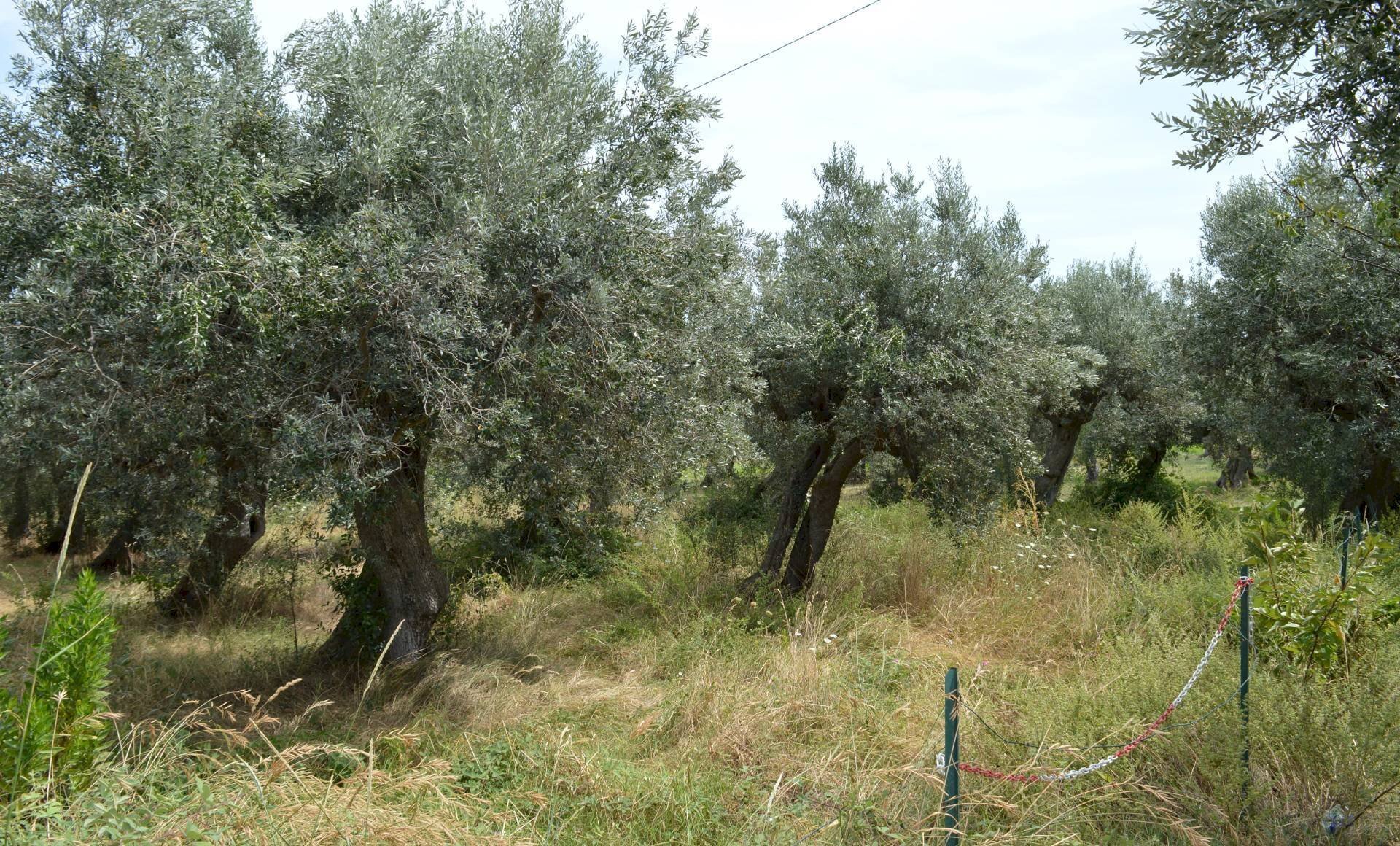 Foto 2 - Terreno agricolo VIA DEL PORTO, Vasto - foto 2