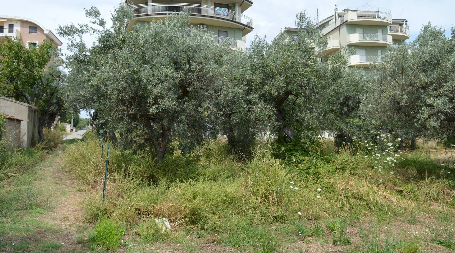 Foto 3 - Terreno agricolo VIA DEL PORTO, Vasto - foto 3