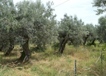 Foto 2 - Terreno agricolo VIA DEL PORTO, Vasto - foto 2
