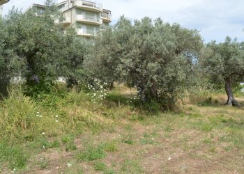 Foto 4 - Terreno agricolo VIA DEL PORTO, Vasto - foto 4