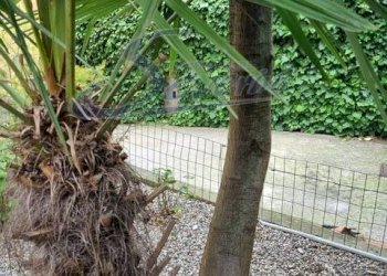 Foto 12 - Bilocale Como - foto 12