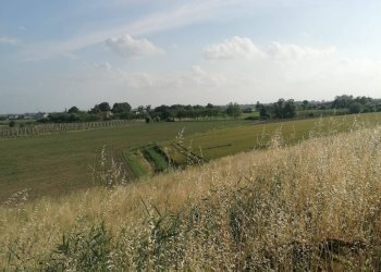 Foto 11 - Terreno agricolo Salvatonica, Bondeno - foto 11