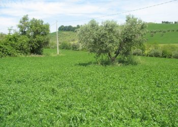 Foto 2 - Terreno agricolo SS16 BIS, Spoltore - foto 2