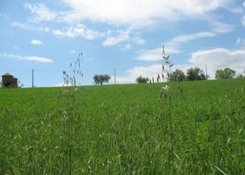 Foto 12 - Terreno agricolo SS16 BIS, Spoltore - foto 12