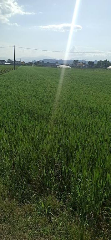 Foto 3 - Terreno edificabile Cepagatti - foto 3