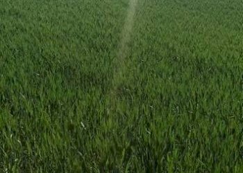 Foto 3 - Terreno edificabile Cepagatti - foto 3