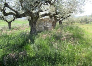 Foto 10 - Terreno edificabile Spoltore - foto 10