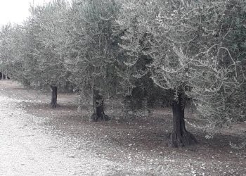 Foto 6 - Terreno agricolo C.da Colle San Lorenzo, Nocciano - foto 6