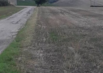 Foto 7 - Terreno agricolo C.da Colle San Lorenzo, Nocciano - foto 7