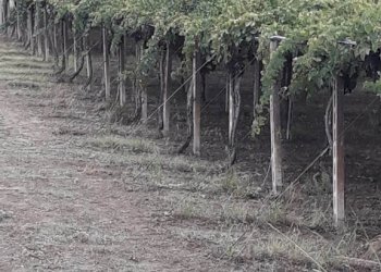 Foto 8 - Terreno agricolo C.da Colle San Lorenzo, Nocciano - foto 8