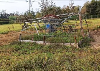 Giardino - Agricultural land via Boscaccio, Settimo Milanese - photo 11