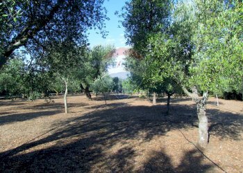 Giardino - Villa Via degli Ulivi
 
123, Grottaglie - foto 20