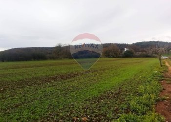 Giardino - Terreno agricolo Contrada  Paretano
 
snc, Monopoli - foto 1