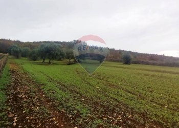 Giardino - Terreno agricolo Contrada  Paretano
 
snc, Monopoli - foto 4