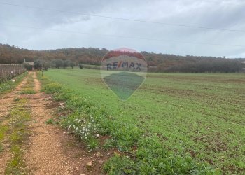 Giardino - Terreno agricolo Contrada  Paretano
 
snc, Monopoli - foto 7
