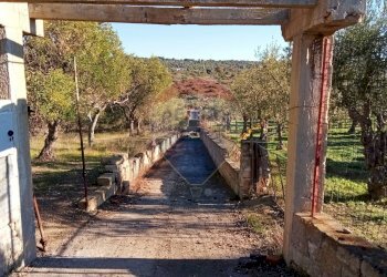 Giardino - Terreno agricolo Contrada San Vito, Mottola - foto 7