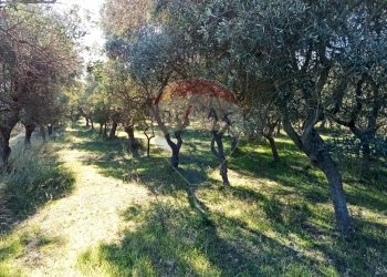 Giardino - Terreno agricolo Contrada San Vito, Mottola - foto 8