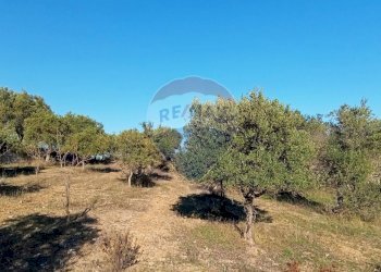 Giardino - Terreno agricolo Contrada San Vito, Mottola - foto 10