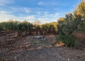 Giardino - Villa Carraro dei Masci
 
1425, Gioia del Colle - foto 17