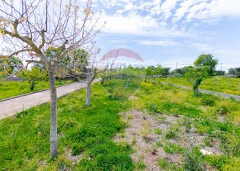 Giardino - Villa Contrada Serio, Locorotondo - foto 40