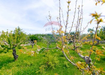 Giardino - Villa Contrada Serio, Locorotondo - foto 46