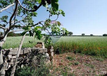 Giardino - Agriturismo Contrada Terzi Riccarda
61, Mottola - foto 25