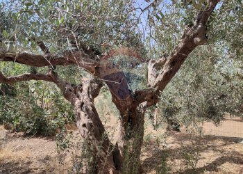 Giardino - Villa c.da Pontillo
 
snc, Santa Ninfa - photo 9