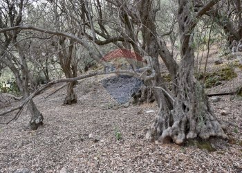 Giardino - Terreno edificabile Via esterna Spartiviolo
snc, Monreale - foto 9