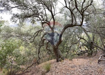 Giardino - Terreno edificabile Via esterna Spartiviolo
snc, Monreale - foto 10