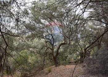 Giardino - Terreno edificabile Via esterna Spartiviolo
snc, Monreale - foto 11