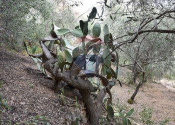 Giardino - Terreno edificabile Via esterna Spartiviolo
snc, Monreale - foto 12