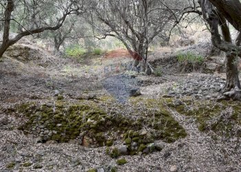 Giardino - Terreno edificabile Via esterna Spartiviolo
snc, Monreale - foto 15