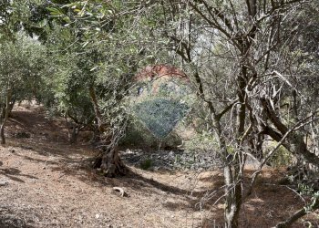 Giardino - Terreno edificabile Via esterna Spartiviolo
snc, Monreale - foto 16