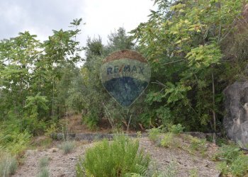 Giardino - Terreno edificabile Via Esterna Spartiviolo
snc, Monreale - foto 13