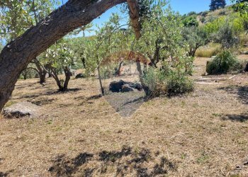 Giardino - Terreno edificabile v. regione siciliana. C.da Caputo, Monreale - foto 2