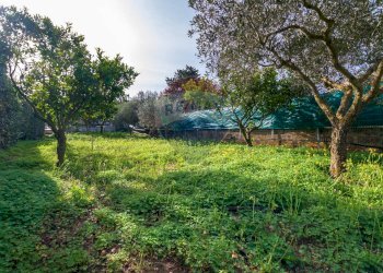 Ulivi e Agrumeti - Terreno agricolo via Ragosia, Valderice - foto 7