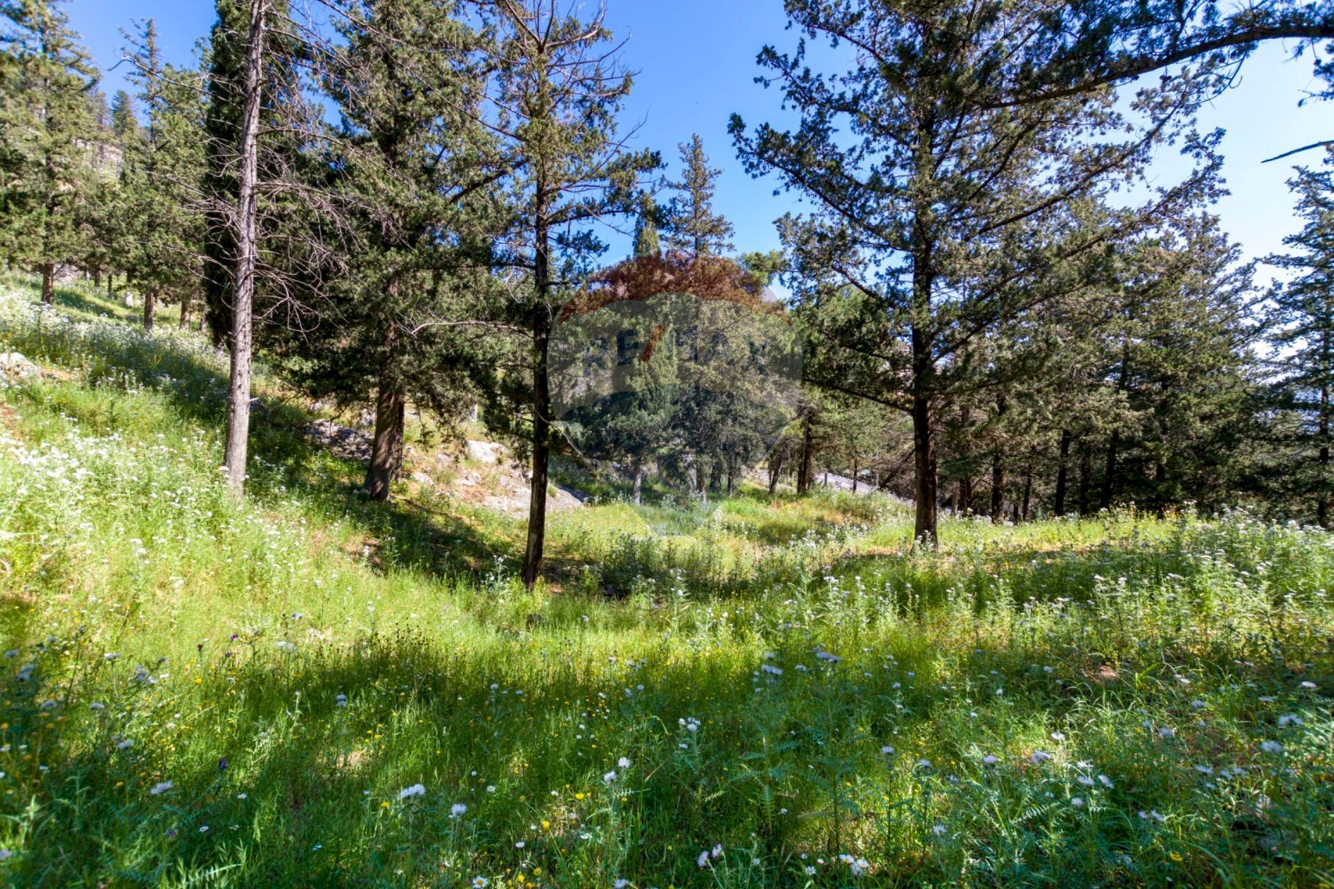 Giardino - Terreno agricolo Via Castellana, Palermo - foto 3