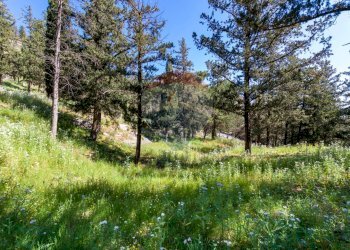Giardino - Terreno agricolo Via Castellana, Palermo - foto 3