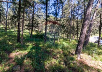 Giardino - Terreno agricolo Via Castellana, Palermo - foto 6