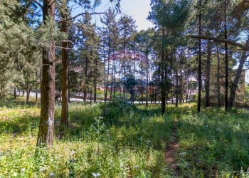 Giardino - Terreno agricolo Via Castellana, Palermo - foto 8