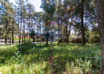 Giardino - Terreno agricolo Via Castellana, Palermo - foto 10