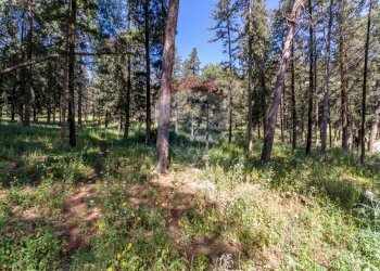 Giardino - Terreno agricolo Via Castellana, Palermo - foto 12
