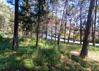 Giardino - Terreno agricolo Via Castellana, Palermo - foto 13