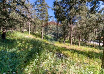 Giardino - Terreno agricolo Via Castellana, Palermo - foto 14