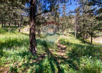 Giardino - Terreno agricolo Via Castellana, Palermo - foto 17