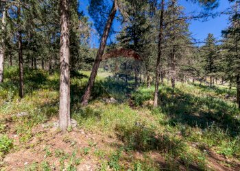 Giardino - Terreno agricolo Via Castellana, Palermo - foto 18