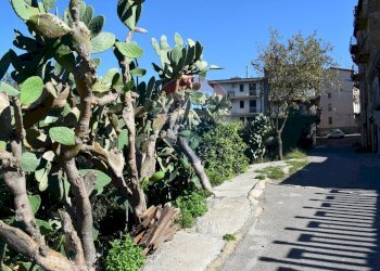 Giardino - Terreno edificabile Via Catanzaro
144, Valguarnera Caropepe - foto 16