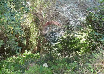 Giardino - Terreno edificabile Via Catanzaro
144, Valguarnera Caropepe - foto 32