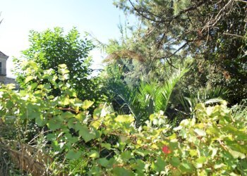 Giardino - Terreno edificabile Via Catanzaro
144, Valguarnera Caropepe - foto 34