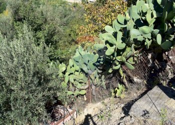 Giardino - Terreno edificabile Via Catanzaro
144, Valguarnera Caropepe - foto 36